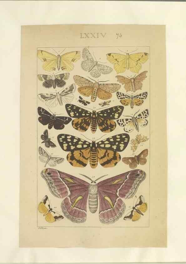 Reproducción/Reproduction 47419041221: Lepidoptera : manuscript. [between 1873-1883?]. 