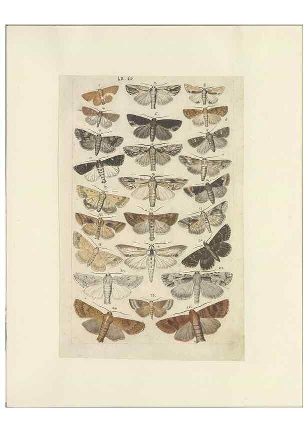 Reproducción/Reproduction 47413861471: Lepidoptera : manuscript. [between 1873-1883?]. 