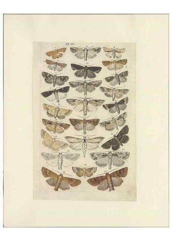 Reproducción/Reproduction 47413861471: Lepidoptera : manuscript. [between 1873-1883?]. 