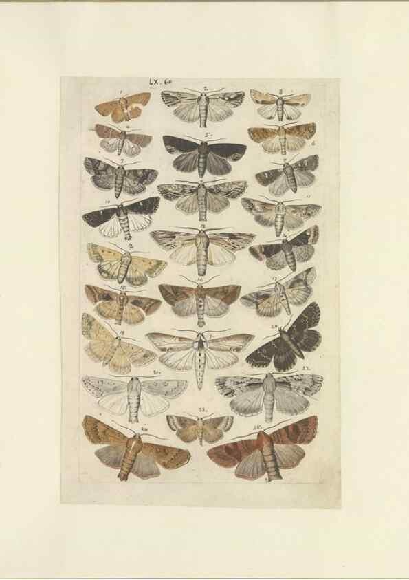 Reproducción/Reproduction 47413861471: Lepidoptera : manuscript. [between 1873-1883?]. 