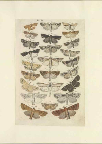Reproducción/Reproduction 47413861471: Lepidoptera : manuscript. [between 1873-1883?]. 