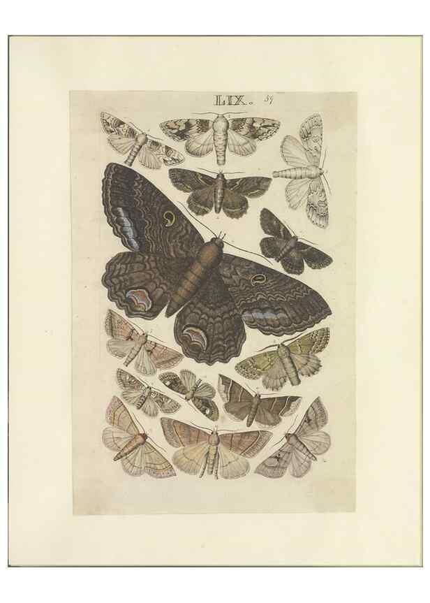 Reproducción/Reproduction 46498761685: Lepidoptera : manuscript. [between 1873-1883?]. 