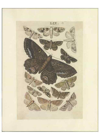 Reproducción/Reproduction 46498761685: Lepidoptera : manuscript. [between 1873-1883?]. 