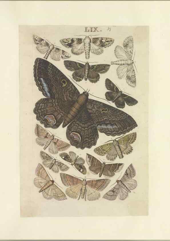 Reproducción/Reproduction 46498761685: Lepidoptera : manuscript. [between 1873-1883?]. 