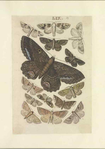 Reproducción/Reproduction 46498761685: Lepidoptera : manuscript. [between 1873-1883?]. 