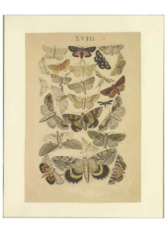 Reproducción/Reproduction 47413860411: Lepidoptera : manuscript. [between 1873-1883?]. 