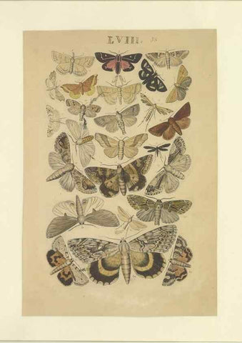 Reproducción/Reproduction 47413860411: Lepidoptera : manuscript. [between 1873-1883?]. 
