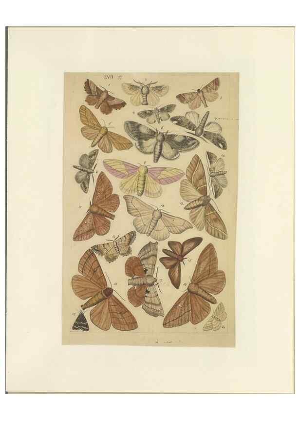 Reproducción/Reproduction 33538143478: Lepidoptera : manuscript. [between 1873-1883?]. 