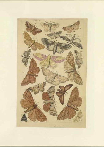 Reproducción/Reproduction 33538143478: Lepidoptera : manuscript. [between 1873-1883?]. 