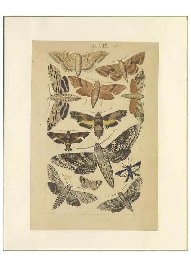 Reproducción/Reproduction 46498746985: Lepidoptera : manuscript. [between 1873-1883?]. 