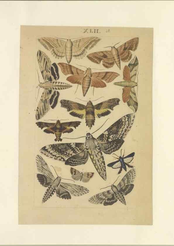 Reproducción/Reproduction 46498746985: Lepidoptera : manuscript. [between 1873-1883?]. 
