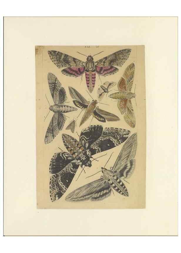 Reproducción/Reproduction 32471811997: Lepidoptera : manuscript. [between 1873-1883?]. 
