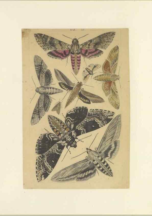 Reproducción/Reproduction 32471811997: Lepidoptera : manuscript. [between 1873-1883?]. 