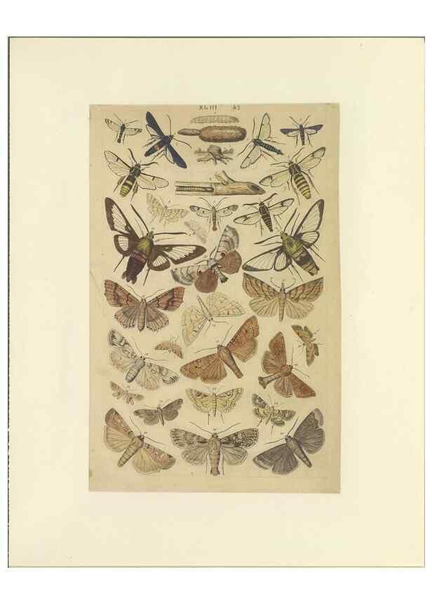 Reproducción/Reproduction 40448450723: Lepidoptera : manuscript. [between 1873-1883?]. 