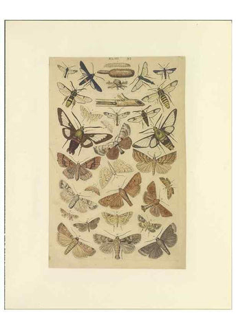 Reproducción/Reproduction 40448450723: Lepidoptera : manuscript. [between 1873-1883?]. 