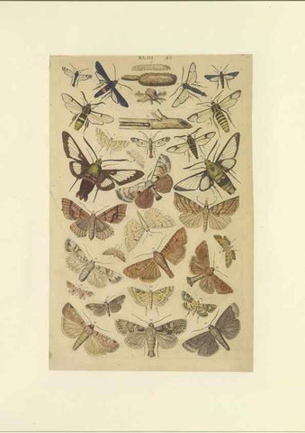 Reproducción/Reproduction 40448450723: Lepidoptera : manuscript. [between 1873-1883?]. 