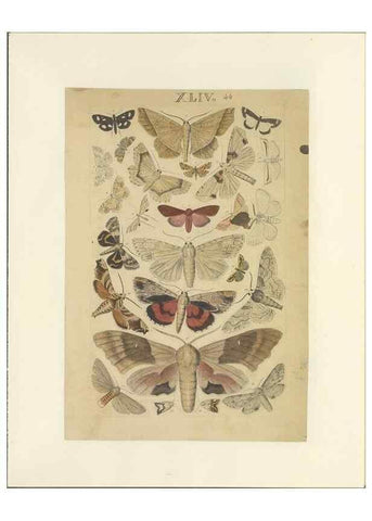 Reproducción/Reproduction 47361192922: Lepidoptera : manuscript. [between 1873-1883?]. 