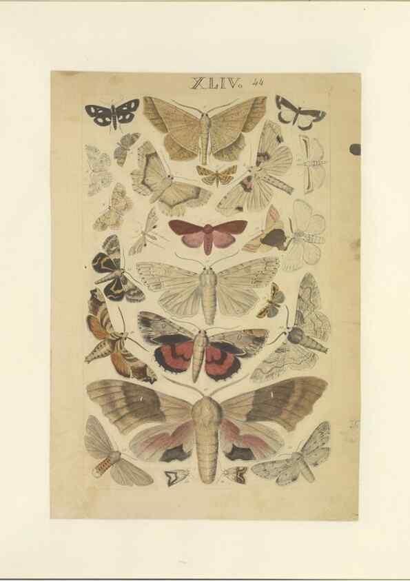 Reproducción/Reproduction 47361192922: Lepidoptera : manuscript. [between 1873-1883?]. 