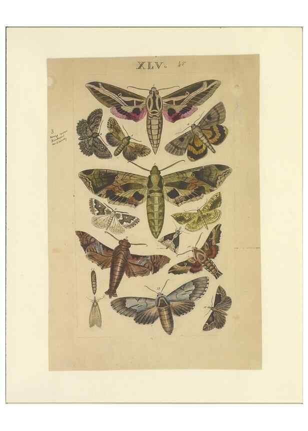 Reproducción/Reproduction 46498750705: Lepidoptera : manuscript. [between 1873-1883?]. 