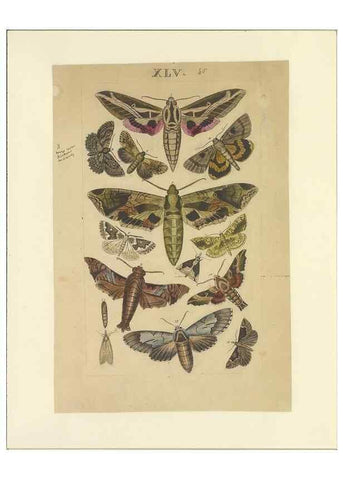 Reproducción/Reproduction 46498750705: Lepidoptera : manuscript. [between 1873-1883?]. 