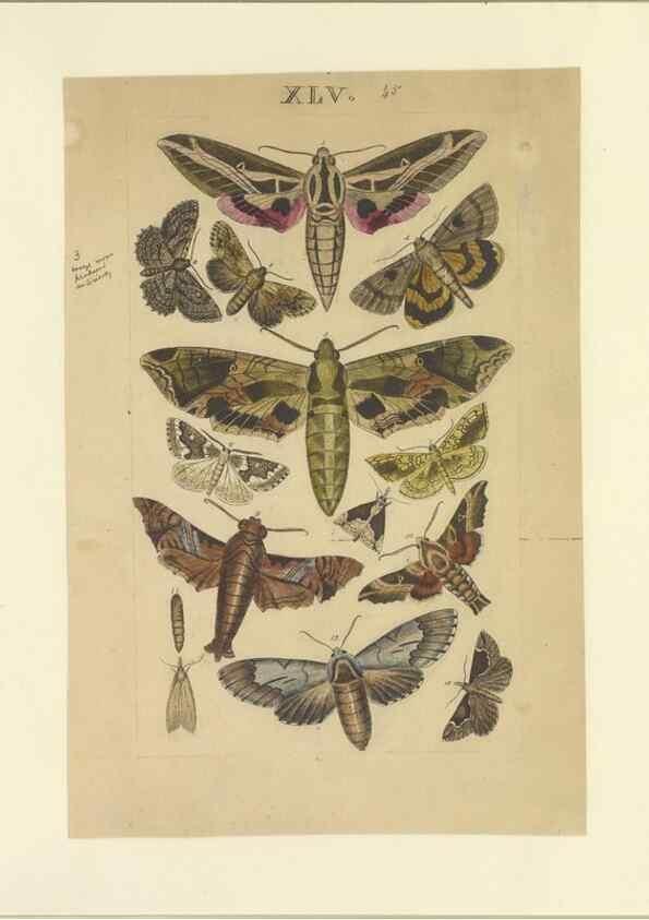 Reproducción/Reproduction 46498750705: Lepidoptera : manuscript. [between 1873-1883?]. 