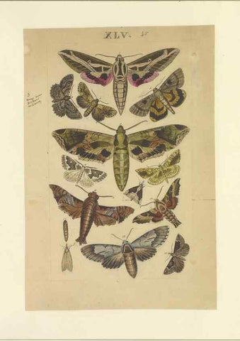 Reproducción/Reproduction 46498750705: Lepidoptera : manuscript. [between 1873-1883?]. 