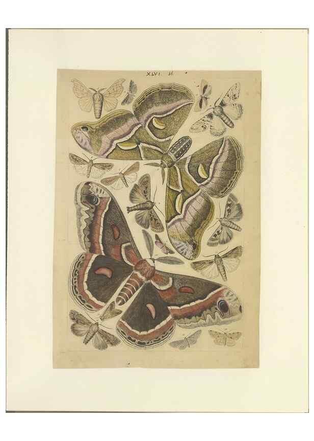 Reproducción/Reproduction 47361193752: Lepidoptera : manuscript. [between 1873-1883?]. 