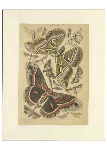 Reproducción/Reproduction 47361193752: Lepidoptera : manuscript. [between 1873-1883?]. 