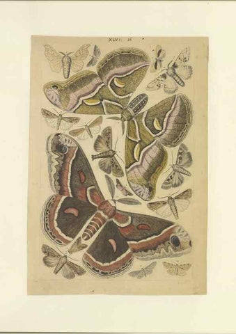Reproducción/Reproduction 47361193752: Lepidoptera : manuscript. [between 1873-1883?]. 
