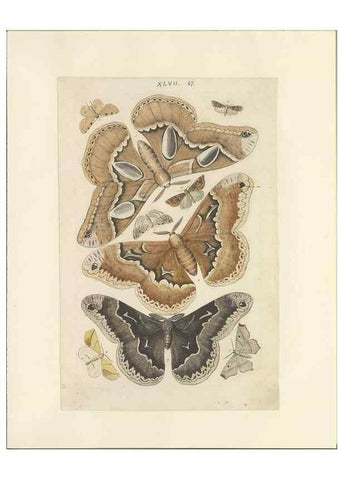 Reproducción/Reproduction 47361194282: Lepidoptera : manuscript. [between 1873-1883?]. 