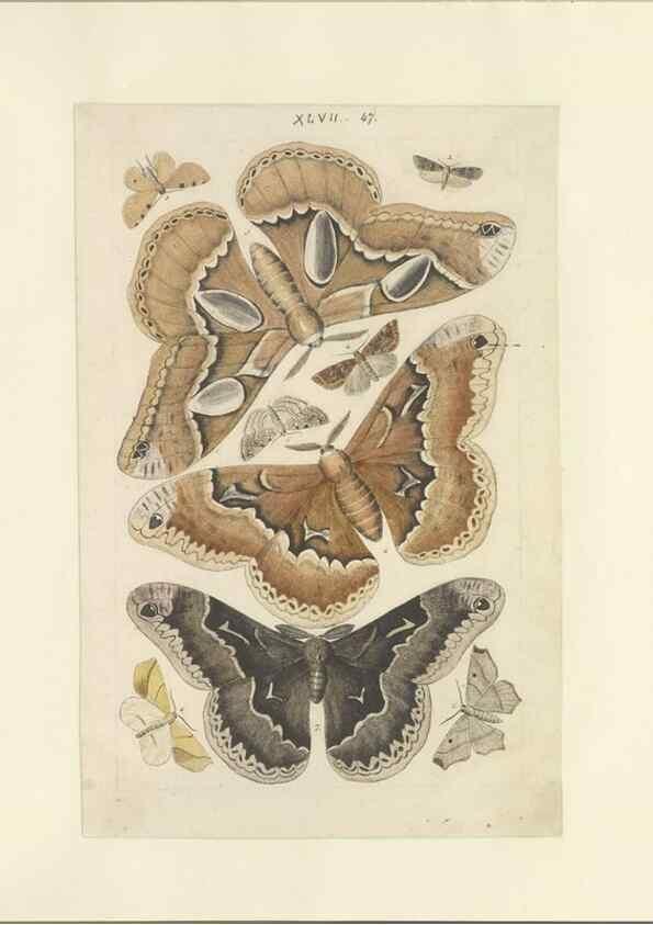 Reproducción/Reproduction 47361194282: Lepidoptera : manuscript. [between 1873-1883?]. 