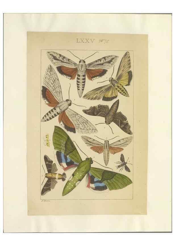 Reproducción/Reproduction 46695889154: Lepidoptera : manuscript. [between 1873-1883?]. 