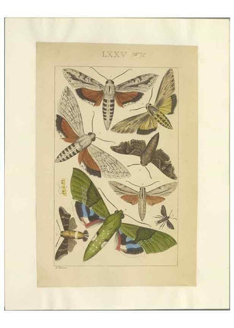 Reproducción/Reproduction 46695889154: Lepidoptera : manuscript. [between 1873-1883?]. 