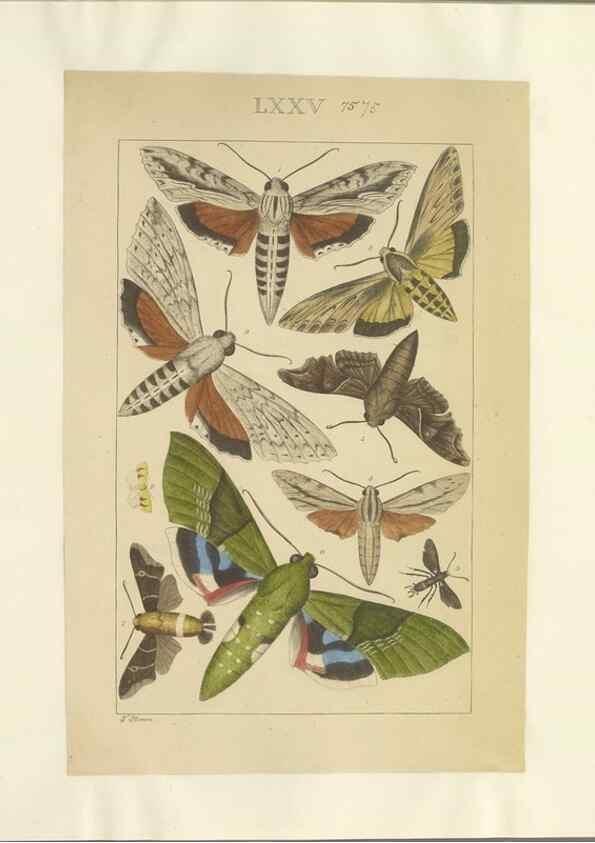 Reproducción/Reproduction 46695889154: Lepidoptera : manuscript. [between 1873-1883?]. 