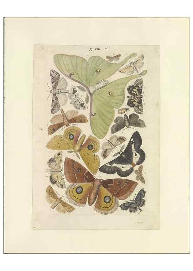 Reproducción/Reproduction 33538137378: Lepidoptera : manuscript. [between 1873-1883?]. 