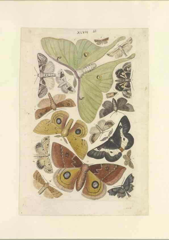 Reproducción/Reproduction 33538137378: Lepidoptera : manuscript. [between 1873-1883?]. 