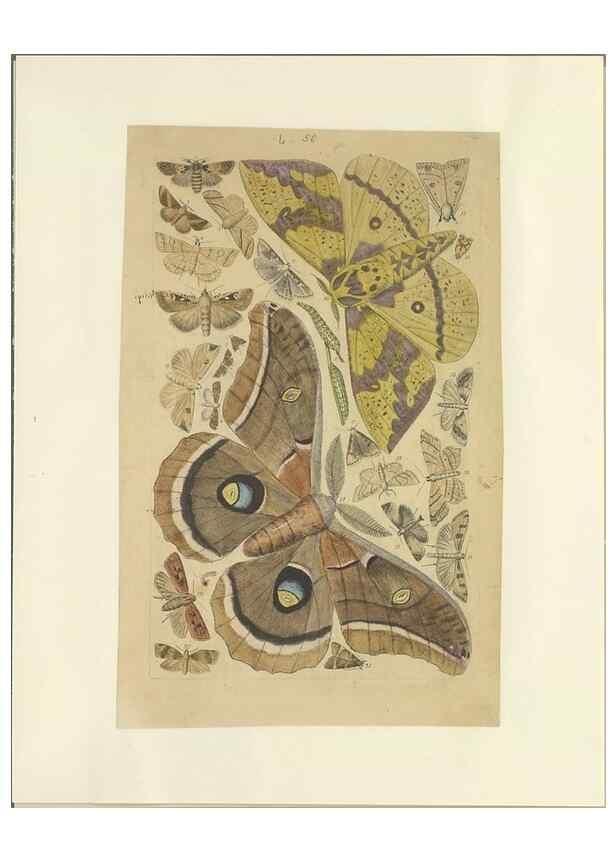 Reproducción/Reproduction 33538138008: Lepidoptera : manuscript. [between 1873-1883?]. 