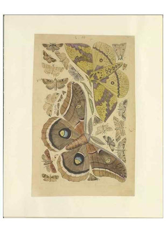 Reproducción/Reproduction 33538138008: Lepidoptera : manuscript. [between 1873-1883?]. 