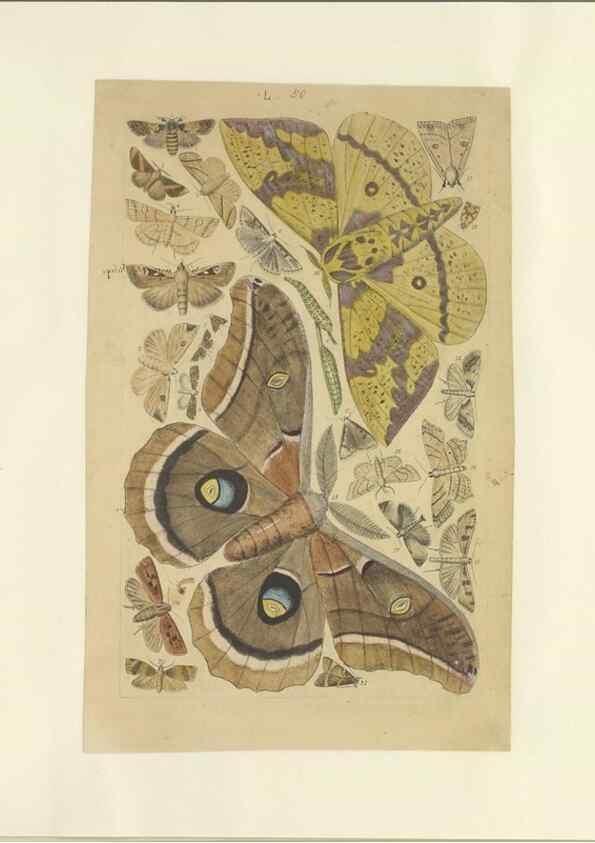Reproducción/Reproduction 33538138008: Lepidoptera : manuscript. [between 1873-1883?]. 