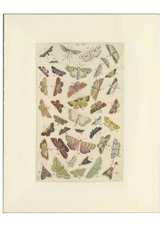 Reproducción/Reproduction 46498756135: Lepidoptera : manuscript. [between 1873-1883?]. 