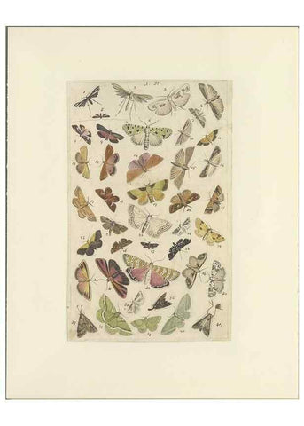 Reproducción/Reproduction 46498756135: Lepidoptera : manuscript. [between 1873-1883?]. 
