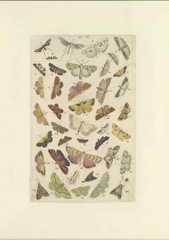 Reproducción/Reproduction 46498756135: Lepidoptera : manuscript. [between 1873-1883?]. 