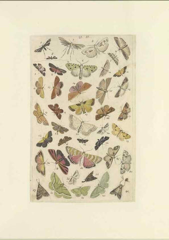 Reproducción/Reproduction 46498756135: Lepidoptera : manuscript. [between 1873-1883?]. 
