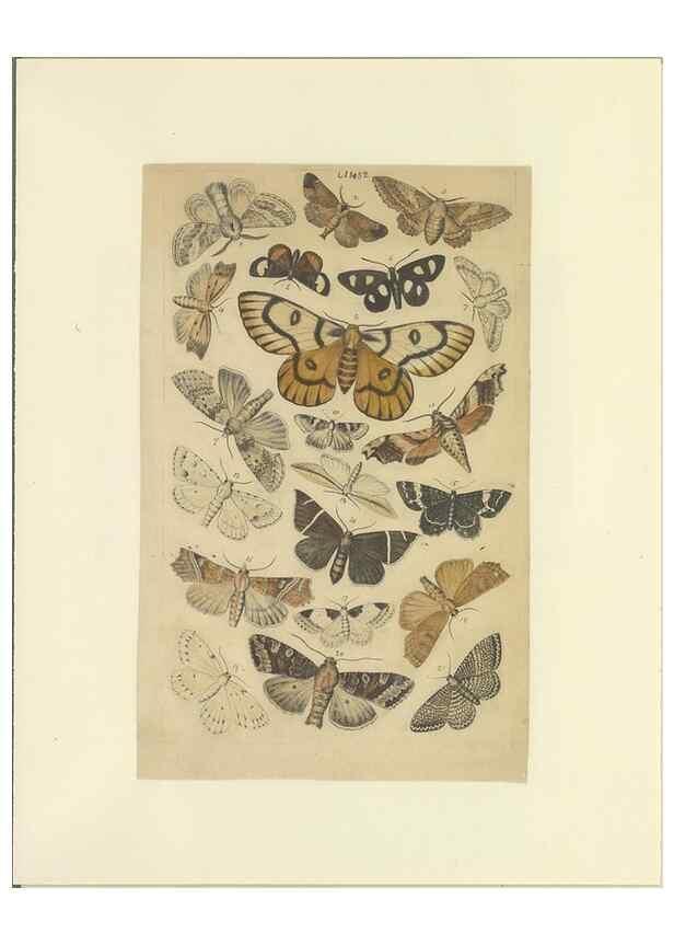 Reproducción/Reproduction 46498756845: Lepidoptera : manuscript. [between 1873-1883?]. 
