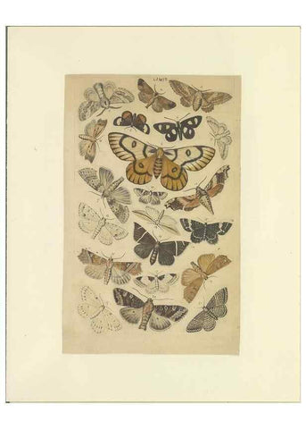 Reproducción/Reproduction 46498756845: Lepidoptera : manuscript. [between 1873-1883?]. 