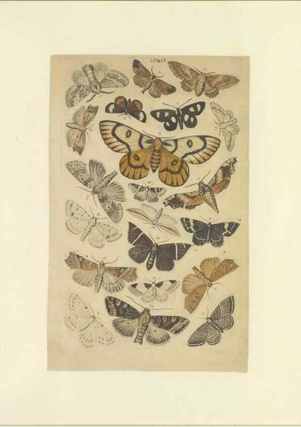 Reproducción/Reproduction 46498756845: Lepidoptera : manuscript. [between 1873-1883?]. 