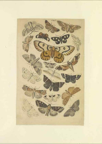 Reproducción/Reproduction 46498756845: Lepidoptera : manuscript. [between 1873-1883?]. 