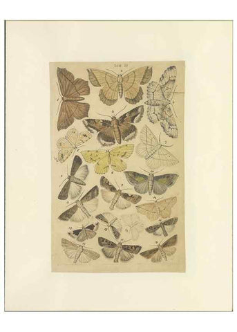Reproducción/Reproduction 33538139548: Lepidoptera : manuscript. [between 1873-1883?]. 