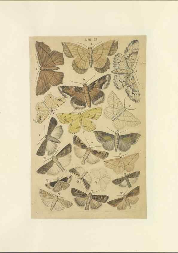 Reproducción/Reproduction 33538139548: Lepidoptera : manuscript. [between 1873-1883?]. 