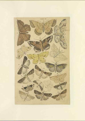 Reproducción/Reproduction 33538139548: Lepidoptera : manuscript. [between 1873-1883?]. 